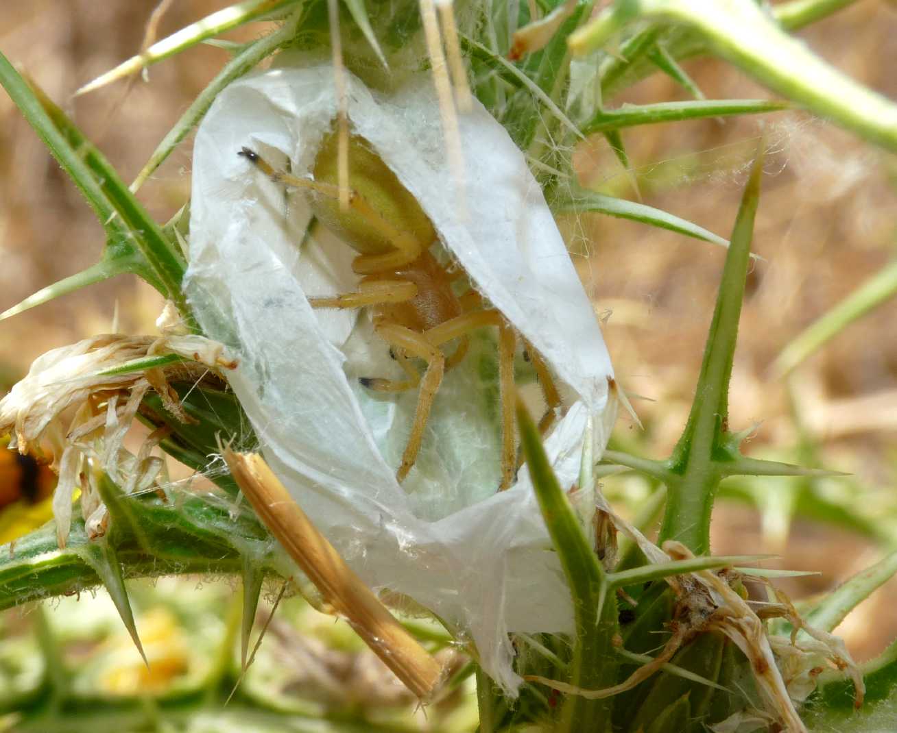 Cheiracanthium nel bozzolo